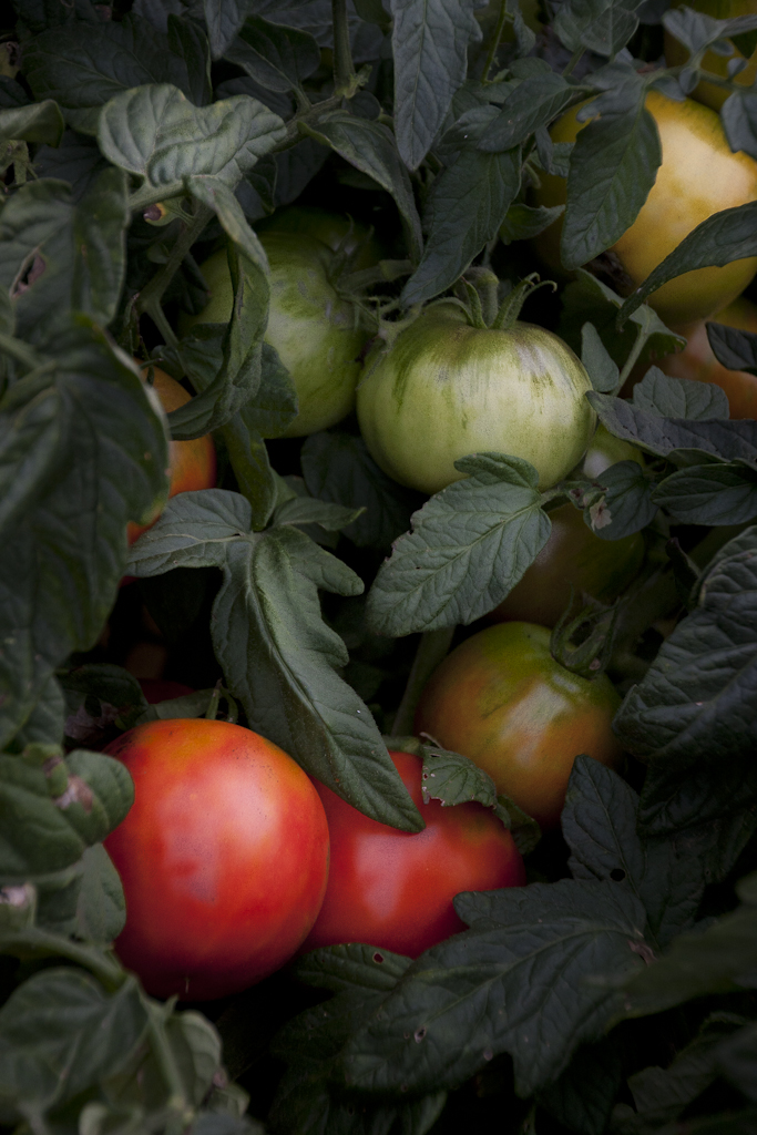 garden-2254