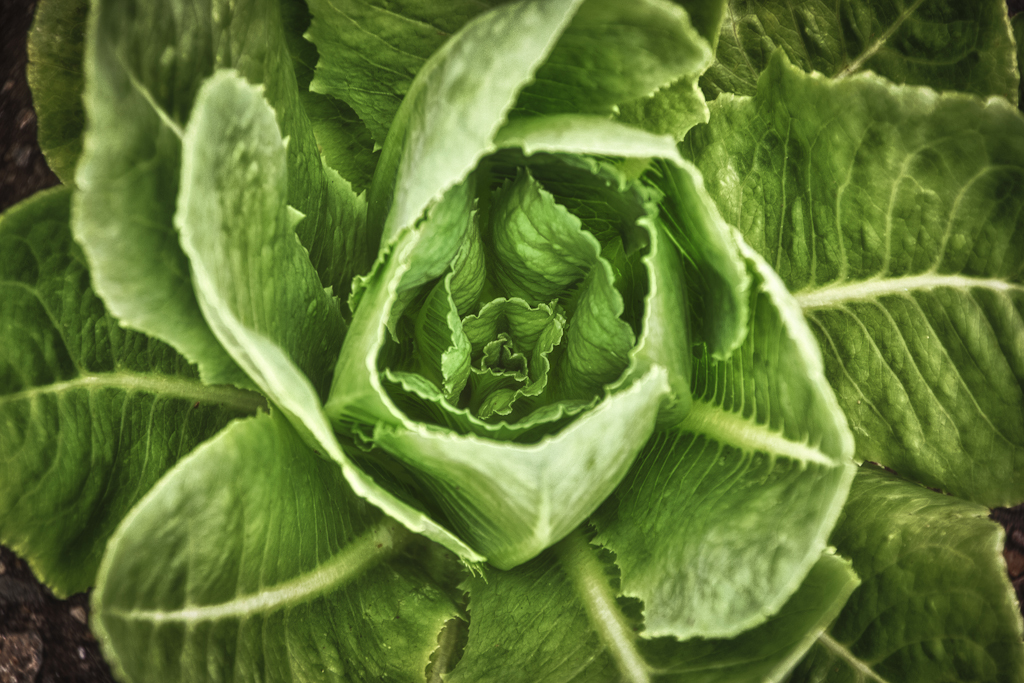 garden-2310_hdr-edit