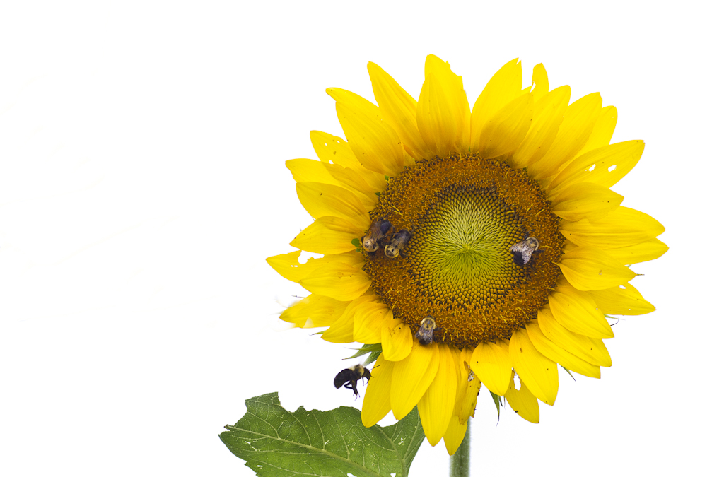 garden-2739-edit