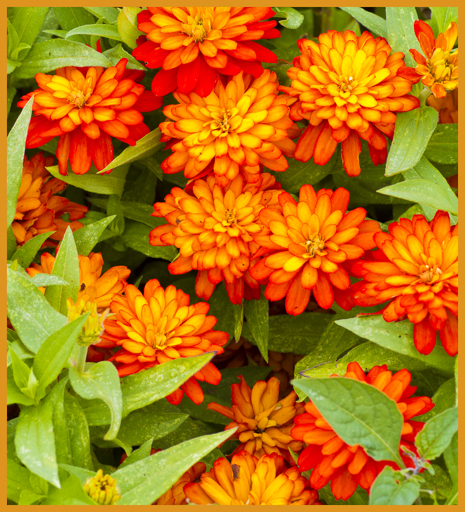 garden-2742-edit-edit