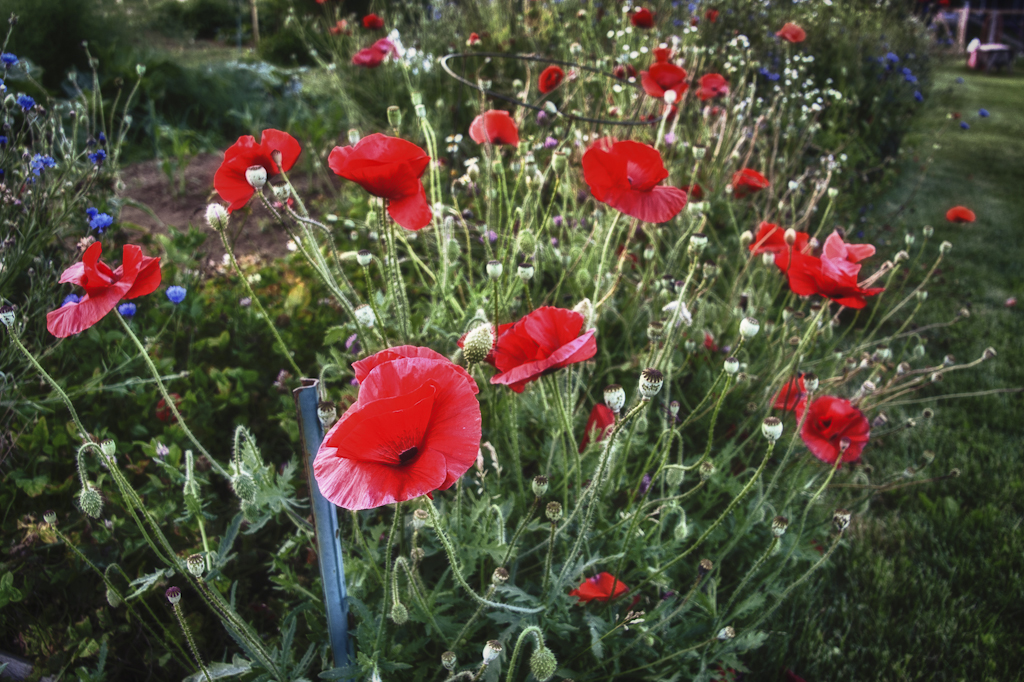 garden-9540_hdr-edit