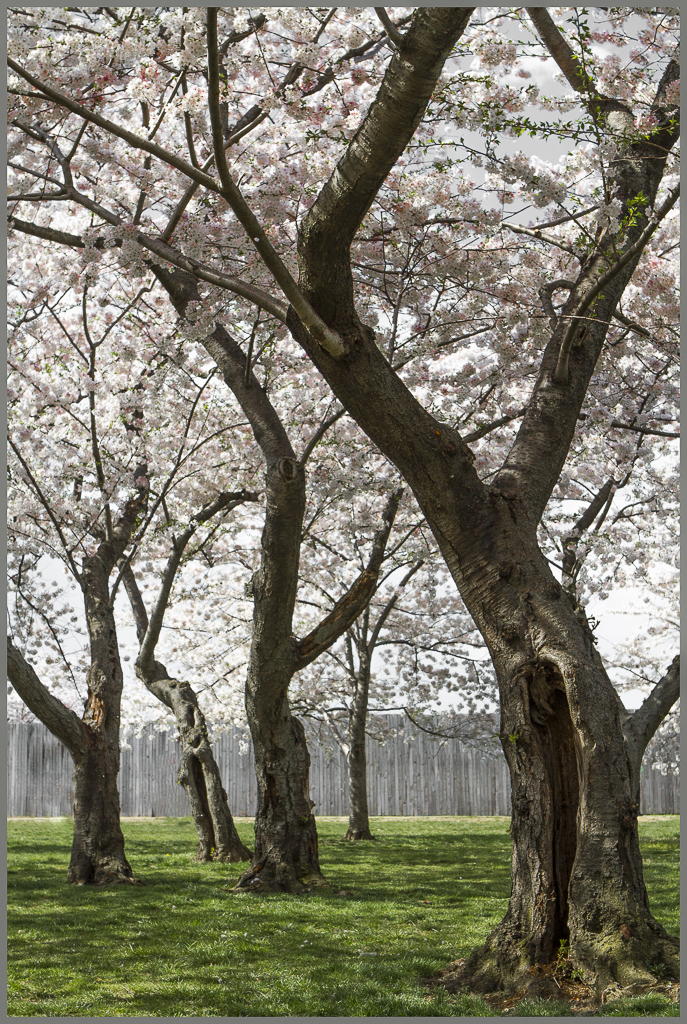 Cherry Blossoms-1263-Edit