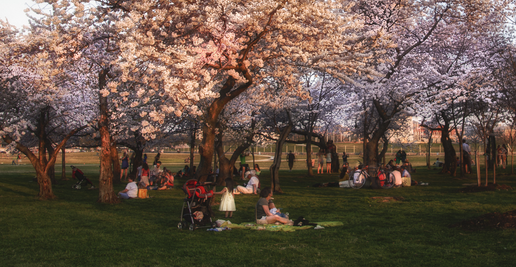 Cherry Blossoms-7323_HDR_2-Edit-Edit