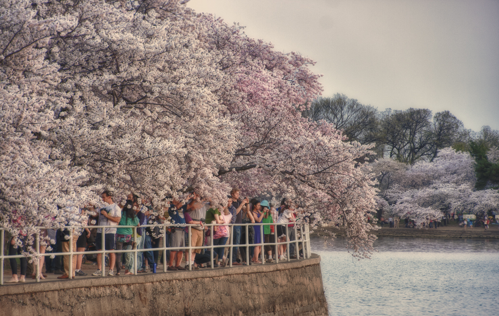 Cherry Blossoms-7428_HDR-Edit