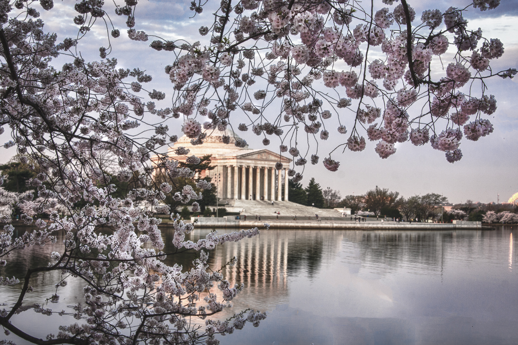 Cherry Blossoms-7511_HDR-Edit-Edit