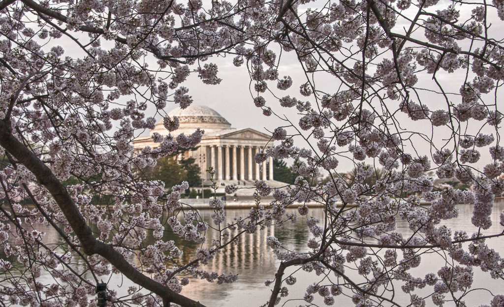 Cherry Blossoms-7552_HDR