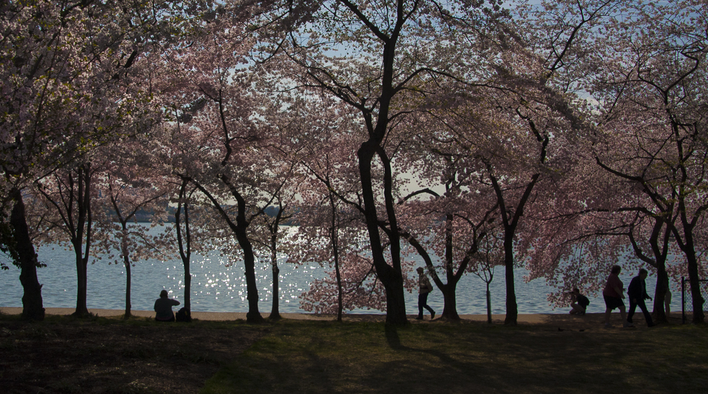 Cherry Blossoms-8155