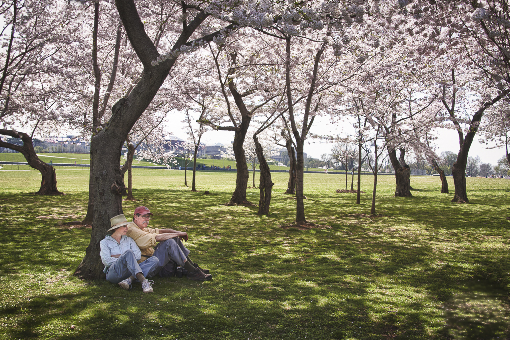 Cherry Blossoms-8244_HDR-Edit