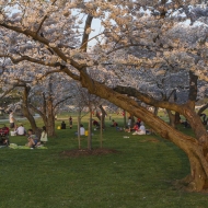 Cherry Blossoms-1011