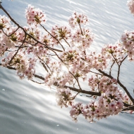 Cherry Blossoms-1199