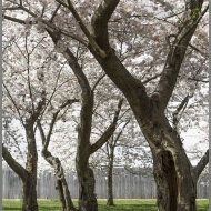 Cherry Blossoms-1263-Edit