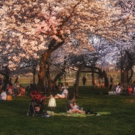 Cherry Blossoms-7323_HDR_2-Edit-Edit