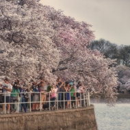 Cherry Blossoms-7428_HDR-Edit
