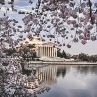 Cherry Blossoms-7511_HDR-Edit-Edit