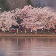 Cherry Blossoms-7541