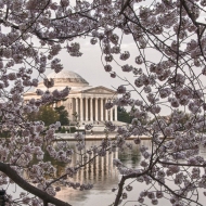 Cherry Blossoms-7552_HDR