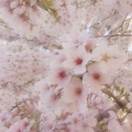 Cherry Blossoms-8145
