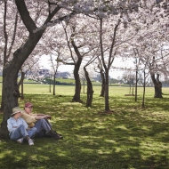 Cherry Blossoms-8244_HDR-Edit