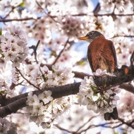 Cherry Blossoms-8259_HDR-Edit