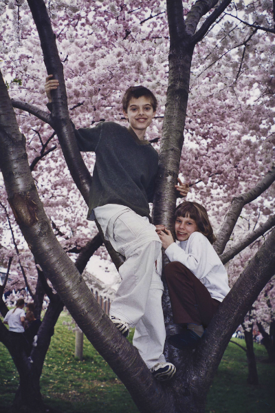 cherry-blossoms