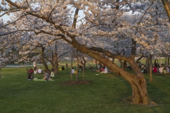 Cherry Blossoms-1011