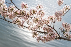Cherry Blossoms-1199