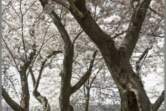 Cherry Blossoms-1263-Edit