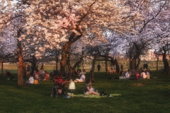Cherry Blossoms-7323_HDR_2-Edit-Edit