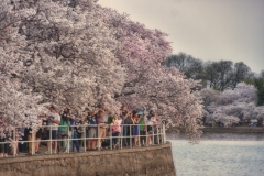 Cherry Blossoms-7428_HDR-Edit