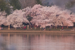 Cherry Blossoms-7541