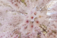 Cherry Blossoms-8145