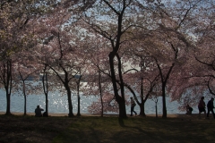 Cherry Blossoms-8155