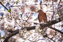 Cherry Blossoms-8259_HDR-Edit