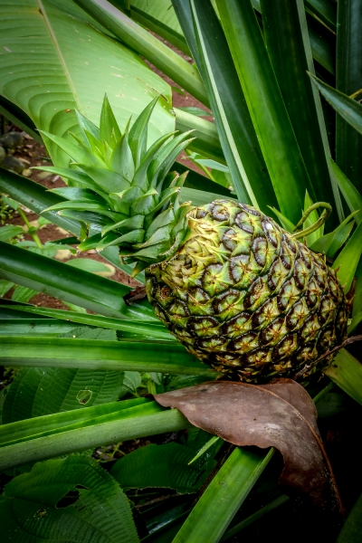 Costa Rica-1020820