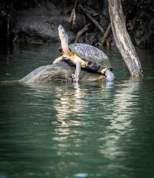 Costa Rica-8060