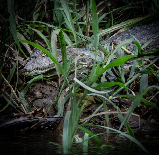Costa Rica-8070