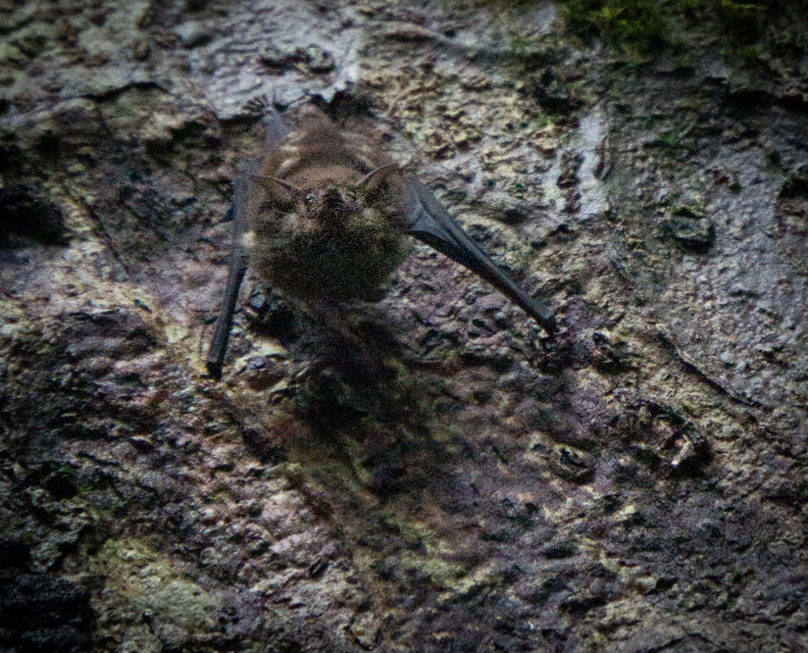 Costa Rica-8387