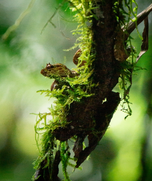 Costa Rica-8577