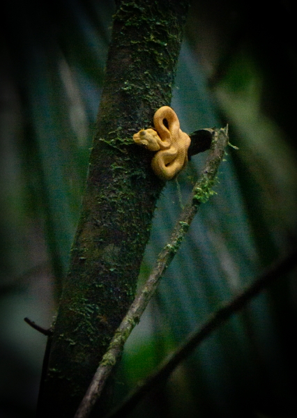 Costa Rica-8599