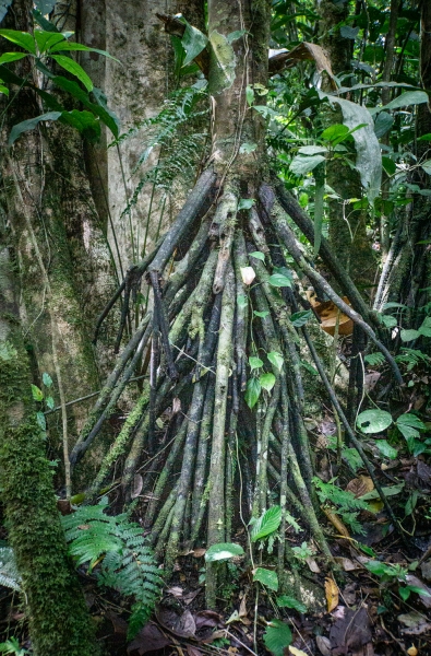Costa Rica-8686