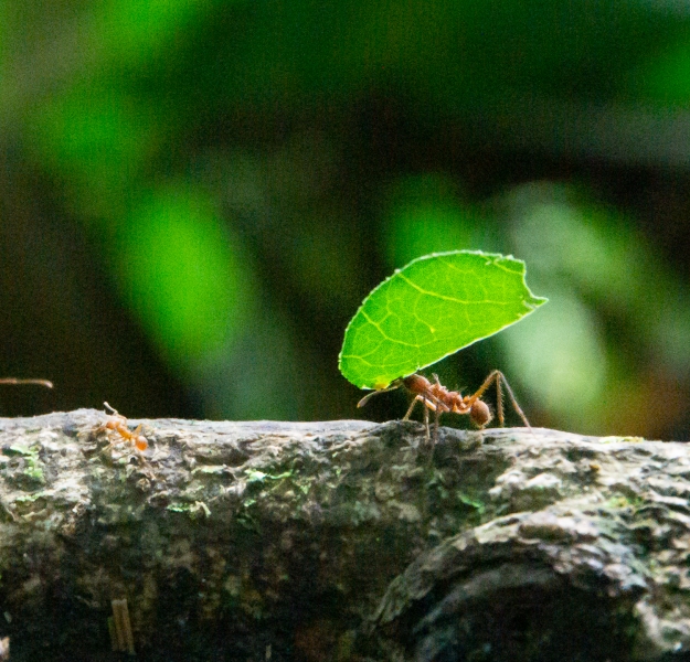 Costa Rica-8709