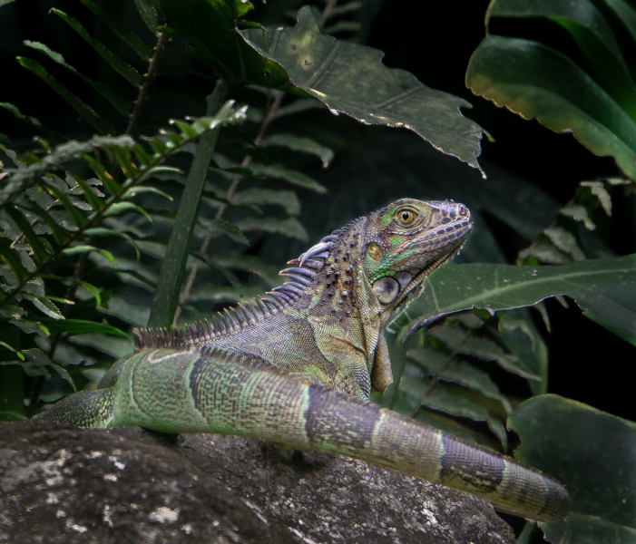 Costa Rica-8967