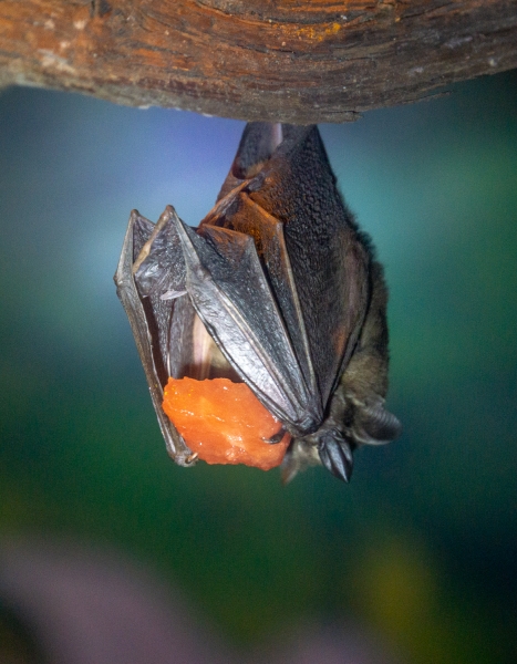 Costa Rica-0133