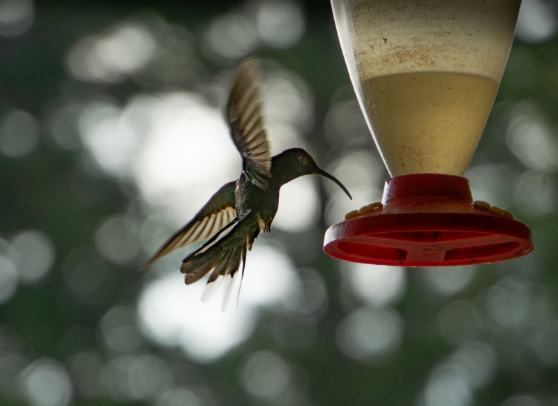 Costa Rica-0205