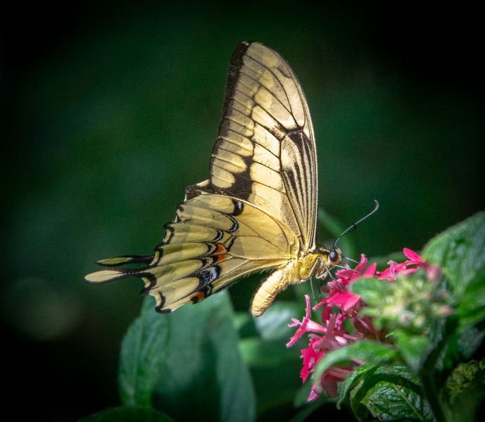 Costa Rica-0292