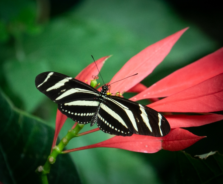 Costa Rica-0399