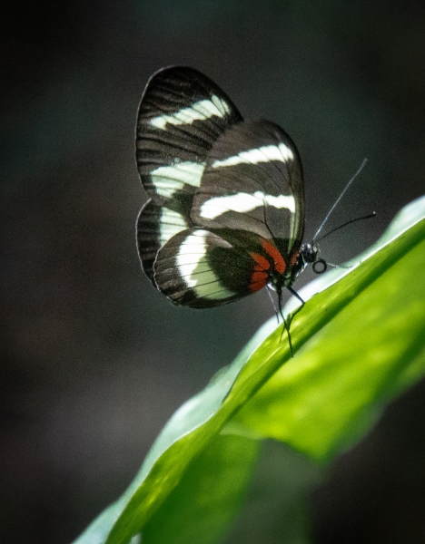 Costa Rica-0497