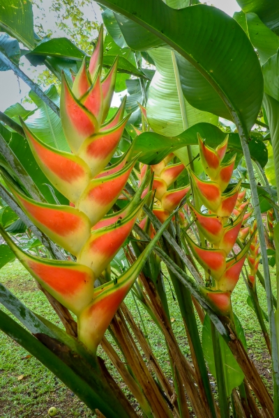 Costa Rica-1020811