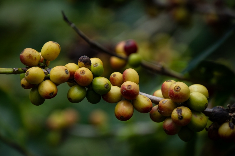 Costa Rica-9384