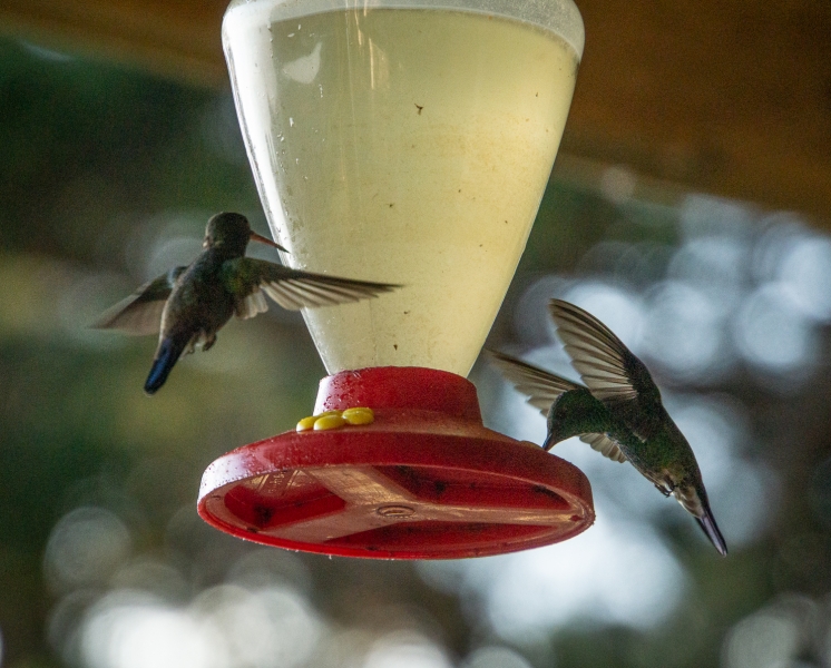 Costa Rica-9605
